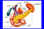 膵がん外科療法の最前線② 中尾 昭公